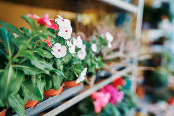 Pots with flowers on the shelf of plant shop.