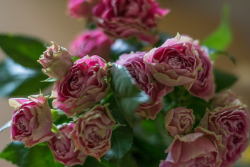 flowers on the table pink spray roses
