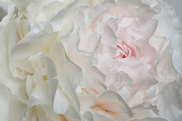 Floral wallpaper, a fragment of a terry peony flower of delicate white and pink color, macro.