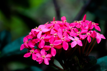 Pink Ixora flowers in the garden.