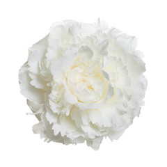 White peony flower isolated on a white background.