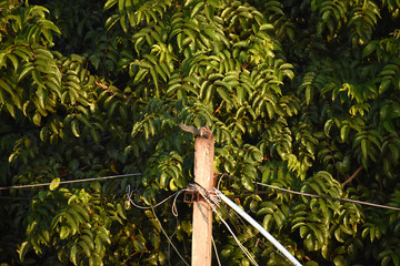 Fototapeta premium a squirrel is sitting on the top of the street pole.
