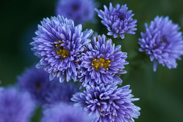Background of the violet Michaelmas Daisy flowers