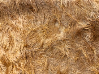Naklejka premium Fur cow leather texture background