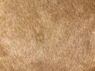 Fur cow leather texture background