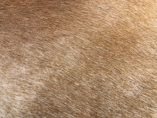 Fur cow leather texture background