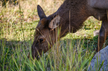 Female Elk grazing grass in the forest at national park