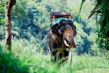 Naklejka premium Asian elephant in safari park, tourists attraction in Thailand.