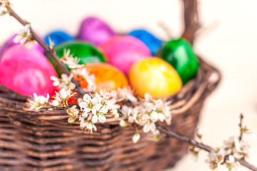 Hand-painted easter eggs in rainbow colors in a basket on a wooden background, decorated with cherry blossom. Springtime holidays concept