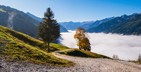Misty autumn morning mountain and big lonely trees view from hiking path near Dorfgastein, Land Salzburg, Austria.