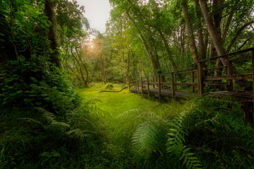 A boardwalk winds through a lush green Welsh forest