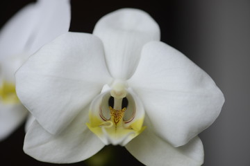 white orchid on black background