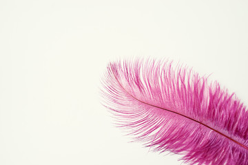 Purple feather on white background.