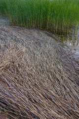 Dry reeds