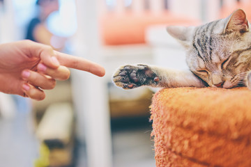 Sleeping cat being finger pointed by a girls hand