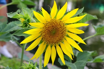sunflower in field
