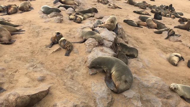 sea seals colony