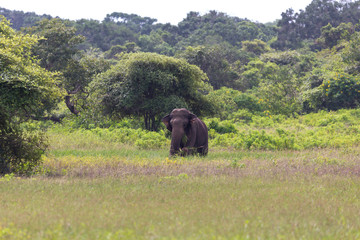 Yala National Park Elephant 1