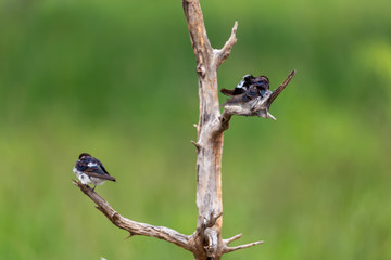 Yala National Park birds on tree
