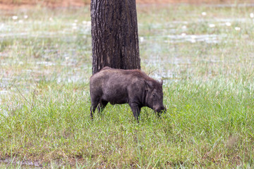 Yala National Park wild pig