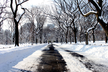  Snowy road in Central Park with trees along.