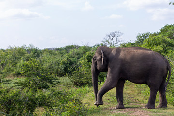 Fototapeta na wymiar Elephant Yala National Park