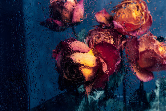 Dried Orange Roses. Bunch Of Beautiful Faded Flowers Through The Glass With Rain Drops. Sad Love Concept. Copy Space, Grey Background, Toned In Blue Color