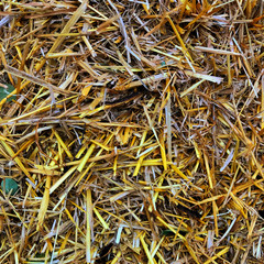 fun Close up of straw background texture