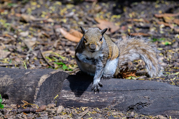 One small squirrel looking for food in a forest, in a sunny summer day
