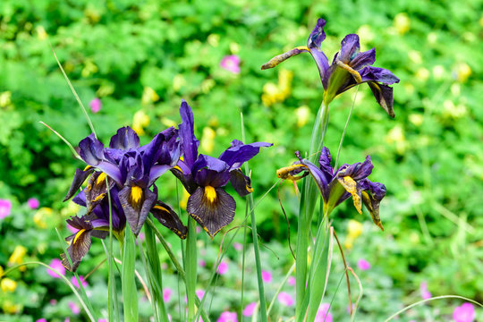 Close up of dark blue iris flowers on green, in a sunny spring garden, beautiful outdoor floral background photographed with soft focus