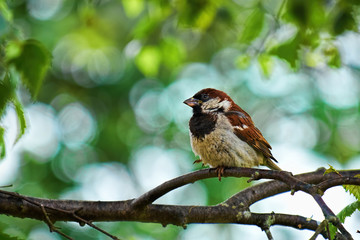 Male sparrow perched on a branch in a tree with a background of summer green leaves