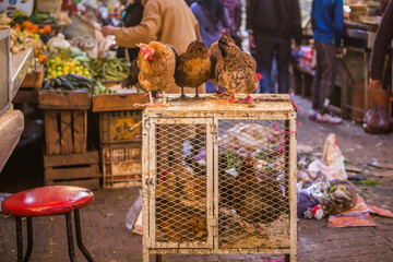 Hens, roosters and chicken sold in the shop of a merchant in the souk of the medina of Fes in...
