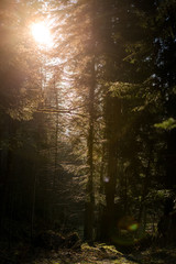 winter light in the forest of Emmental
