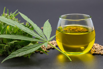 CBD Hemp oil,   Cannabis oil against Marijuana plant,     alternative remedy or medication,medicine...
