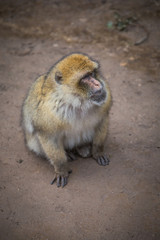Barbary macaque sitting on the ground in the Cedre Gouraud Forest, a woodland area in the Middle Atlas Mountain Range near Fes, Morocco