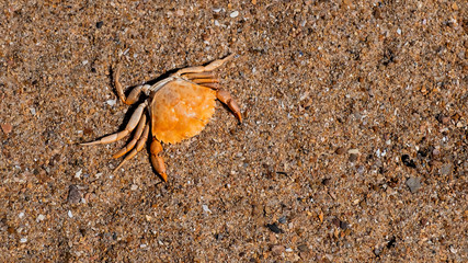 Dead crab lying on a beach