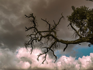 ÁRBOL Y NUBES NEGRAS