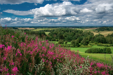 Red wild flowers bloom on the slope. Rural landscape. Lithuania.