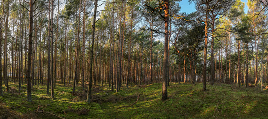 Panorama of a nice green summer forest