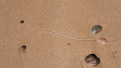 Wilk (winkle) stranded by the tide on a beach leaving a trail in wet sand © HighlandBrochs.com