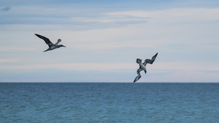 Gannet (juvenile( diving into the sea with another gannet flying along watching © HighlandBrochs.com
