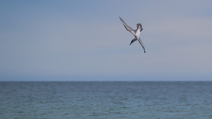 Gannet diving into the sea showing his plumage