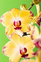 Most commonly grown house plants. Close up of orchid flower yellow bloom. Phalaenopsis orchid. Botany concept. Mother day greeting card.