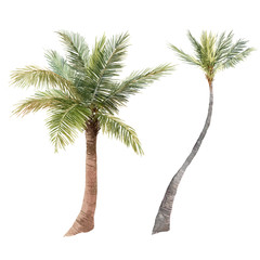 Beautiful watercolor tropical palm stock illustration. Hand drawn isolated jungle tree on white background. © Zenina-Lembrik