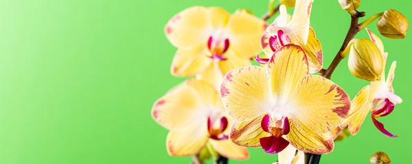 Most commonly grown house plants. Close up of orchid flower yellow bloom over green background....