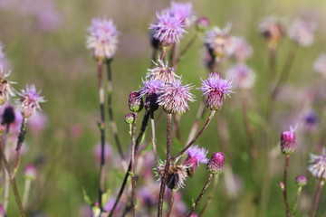 Beautiful purple thistle flower. Pink flower burdock. Burdock flower spiny close up. Flowering medicinal plants are thistle or milk thistle. Milk Thistle plant. Soft selective not deep focus