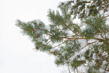 Obraz premium Fir branches covered with snow on a white background.