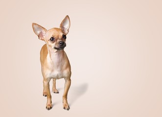 Dog.
