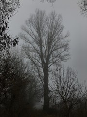tree in fog