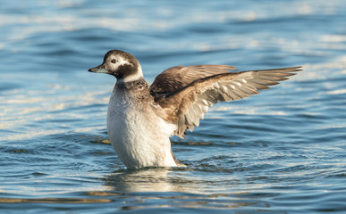 Long Tailed Duck Female Swimming